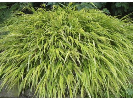 Hakonechloa macra Aureola