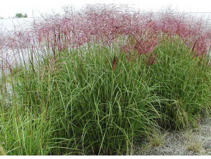 miscanthus sinensis Ferner Osten