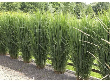 Panicum Northwind 1