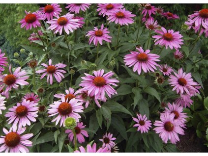 Echinacea purpurea Magnus