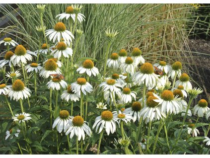 Echinacea purpurea Alba