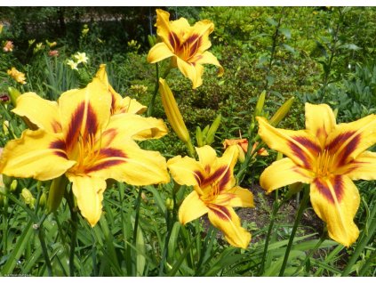 Hemerocallis Bonanza