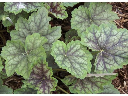 Heuchera Dale's Strain