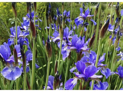 Iris sibirica