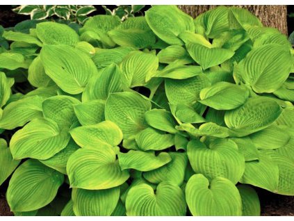 hosta august moon