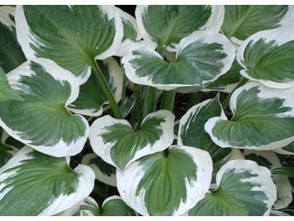 Hosta minute man