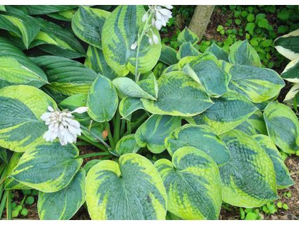 Hosta frances williams