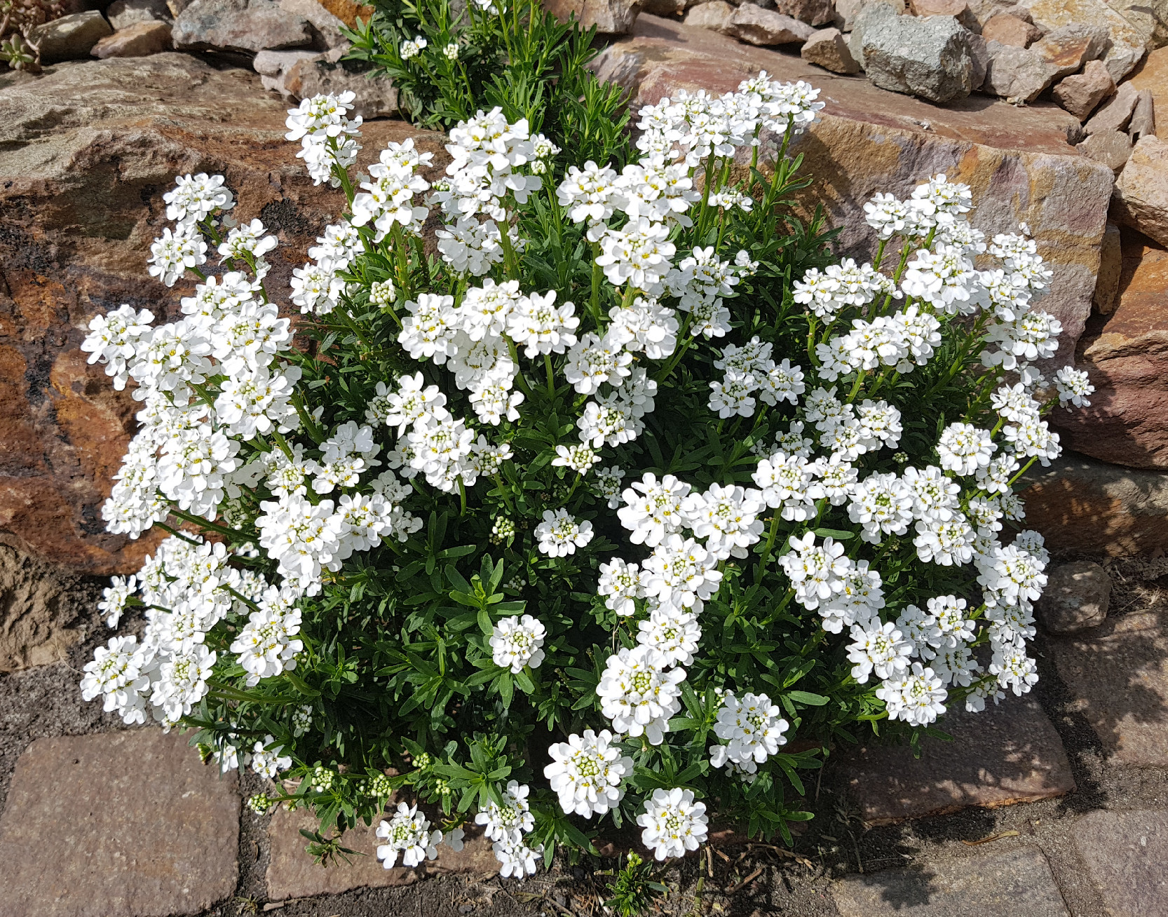 Iberka vždyzelená (Iberis sempervirens) ´FISHBECK´ - Motyčkovo.sk