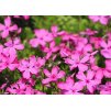 phlox subulata Mac Daniels Cushion