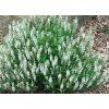 Šalvia hájna (Salvia nemorosa) ´SCHNEEHUGEL´