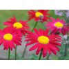 Tanacetum coccineum Robinsons Red1