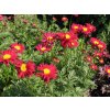 Tanacetum Robinsons Red