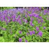 Stachys monieri Hummelo1