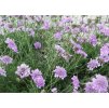 Scabiosa columbaria PINK MIST 3