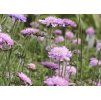 Hlaváč fialový (Scabiosa columbaria) ´PINK MIST´