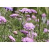 Scabiosa columbaria PINK MIST