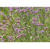 Železník argentínsky (Verbena bonariensis)