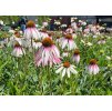 Echinacea Pretty Parasols 1
