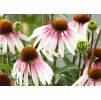 Echinacea Pretty Parasols 2