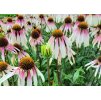 Echinacea Pretty Parasols 3