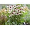 Echinacea Pretty Parasols