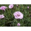 Dianthus plumarius Rachel