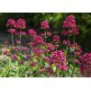 Centrant červený (Centranthus ruber) ´COCCINEUS´