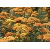 Rebríček obyčajný (Achillea millefolium) "TERRACOTTA"
