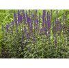 Šalvia hájna (Salvia nemorosa) ´CARADONNA´