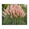 Kortadéria (Cortaderia selloana) ´PINK FEATHER´
