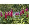 Lupínia mnoholistá (Lupinus polyphyllus) ´MY CASTLE´