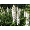 Lupinus Noble Maiden 1