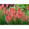Fakľovka aloovitá (Kniphofia) ´POCO RED´
