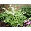 Srdcovka nádherná (Dicentra spectabilis) ´ALBA´
