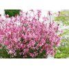 Gaura lindheimerova ´BABY BUTTERFLY´