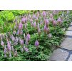 Astilbe chinensis Pumila 3
