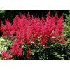 Astilba Arendsova (Astilbe x arendsii) ´FANAL´