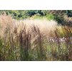 Bezkolenec belasý (Molinia caerulea) ´MOORHEXE´