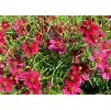 Coreopsis verticillata Ruby Red