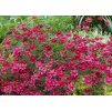 Coreopsis verticillata Ruby Red 2