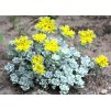 Sedum spathulifolium Cape Blanco 1