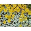 Sedum spathulifolium Cape Blanco