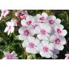 phlox paniculata Europa 1