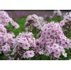 Flox metlinatý (Phlox paniculata) ´EUROPA´