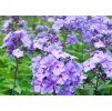 Flox metlinatý (Phlox paniculata) ´BLUE PARADISE´