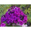 phlox paniculata Dusterhole 1