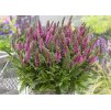 Veronica spicata Bubblegum Candles