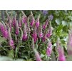 Veronica spicata Bubblegum Candles 1