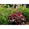 Heuchera Ruby Tuesday