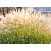 Miscanthus sinensis Adagio 1